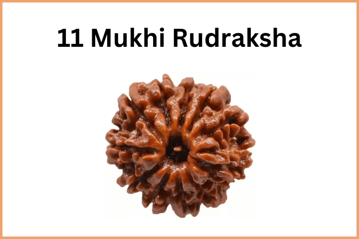11 Mukhi Rudraksha Bead