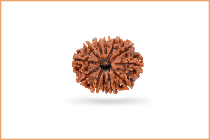 12 Mukhi Rudraksha