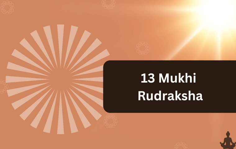 13 Mukhi Rudraksha (2)