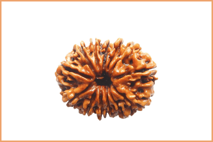 13 Mukhi Rudraksha