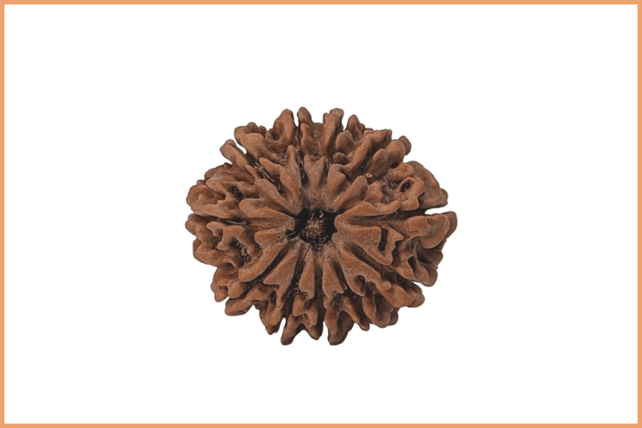 11 Mukhi