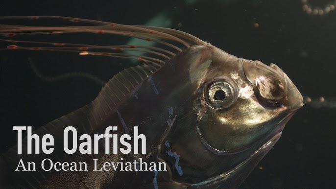 The Oarfish