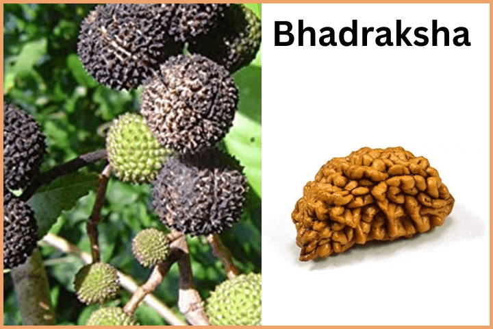 Bhadraksha