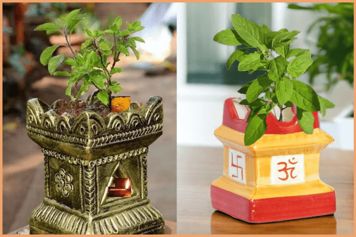 Significance of Tulsi
