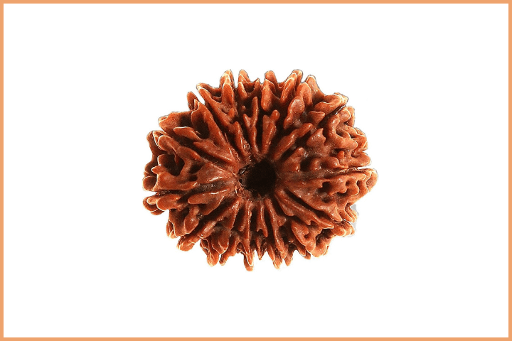 14 Mukhi Rudraksha (2)
