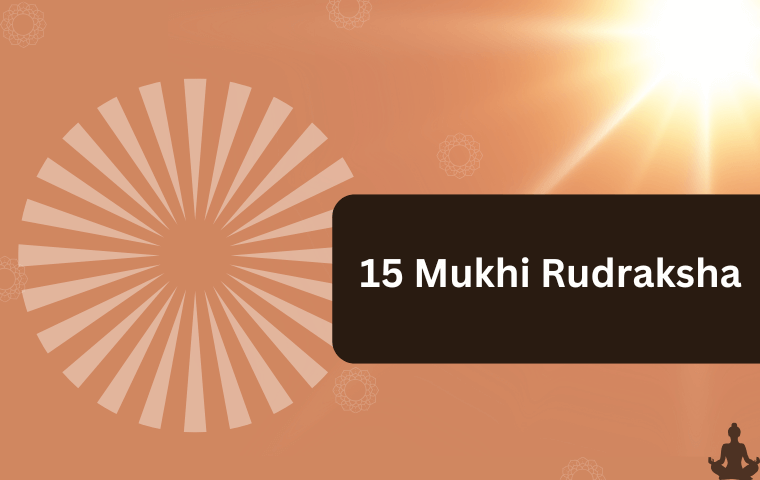 15 Mukhi Rudraksha (2)