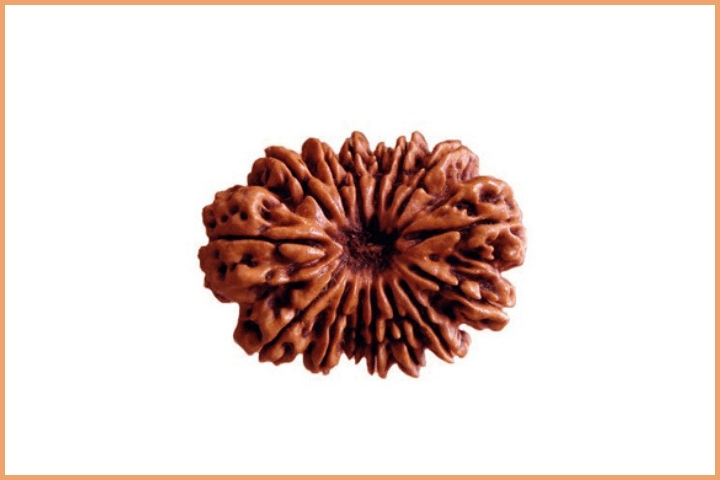 15 Mukhi Rudraksha