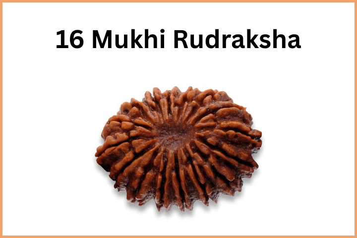 16 Mukhi Rudraksha (2)