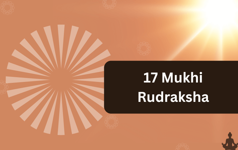 17 Mukhi Rudraksha (2)