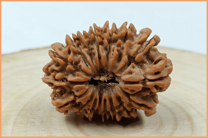 17 Mukhi Rudraksha