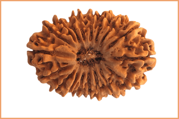 18 Mukhi Rudraksha (2)